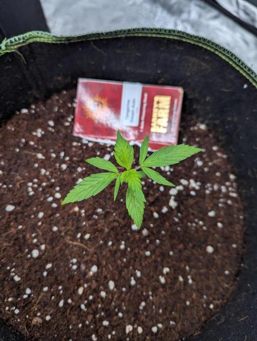 Tangerine Dream ( Barney's). Week 3