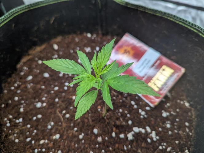 Tangerine Dream ( Barney's). Week 3