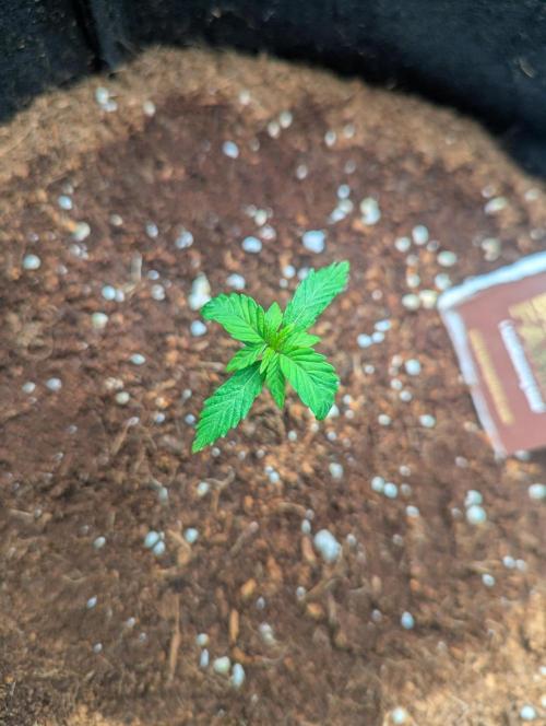 Lemon Haze ( Barney's ). Week 3