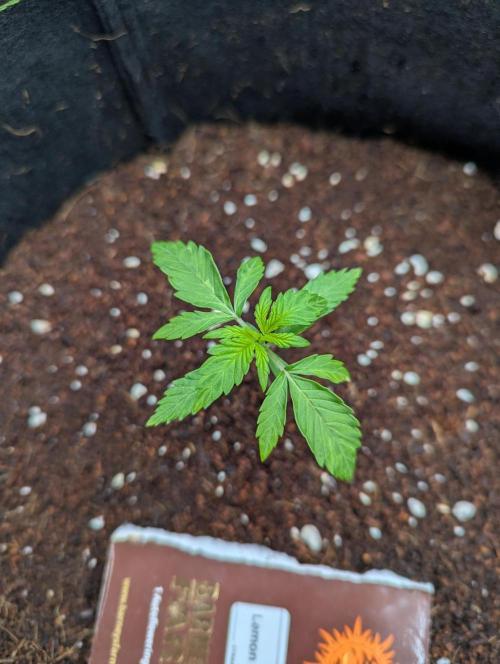 Lemon Haze ( Barney's ). Week 3