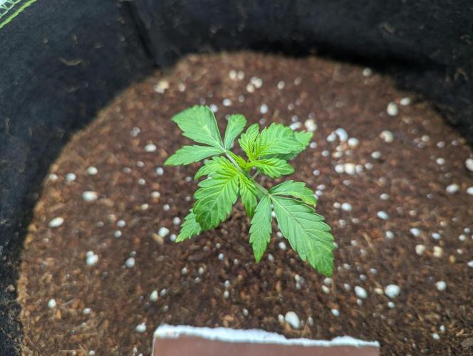 Lemon Haze ( Barney's ). Week 3