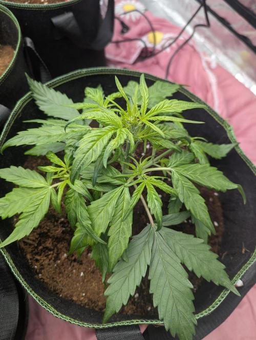 Gorilla Zkittlez ( Barney's ). Week 5