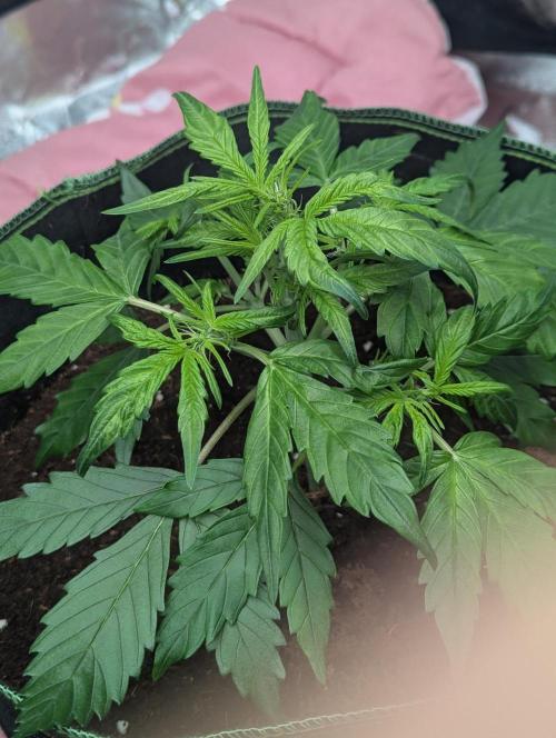 Gorilla Zkittlez ( Barney's ). Week 5