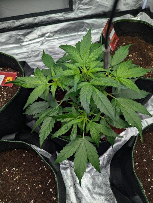 Gorilla Zkittlez ( Barney's ). Week 5