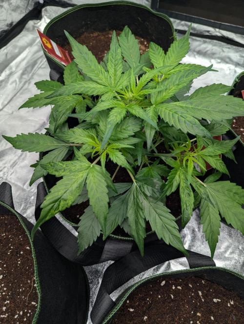 Gorilla Zkittlez ( Barney's ). Week 5