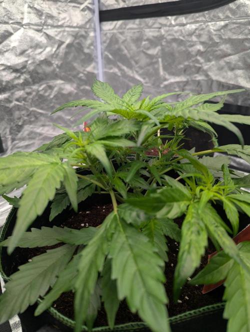 Gorilla Zkittlez ( Barney's ). Week 5