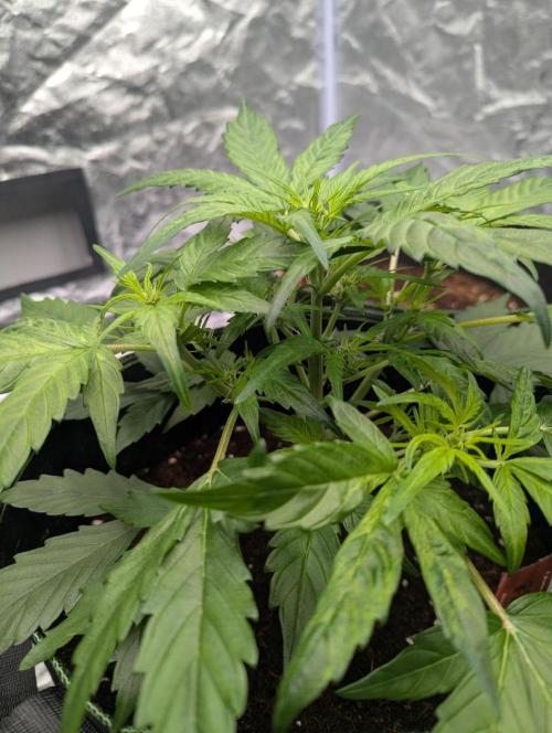Gorilla Zkittlez ( Barney's ). Week 5