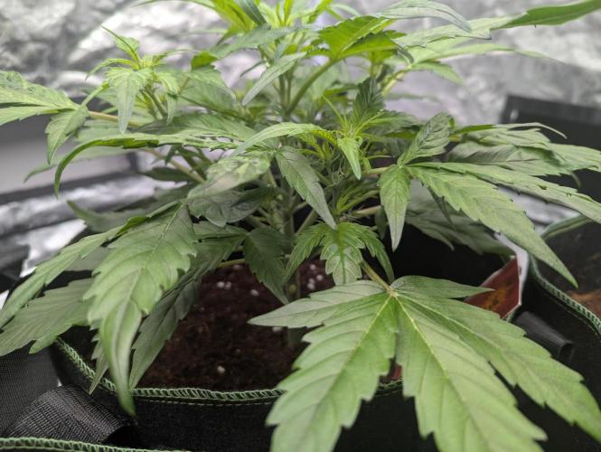 Gorilla Zkittlez ( Barney's ). Week 5