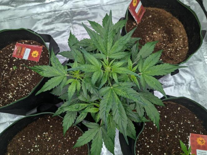 Gorilla Zkittlez ( Barney's ). Week 5