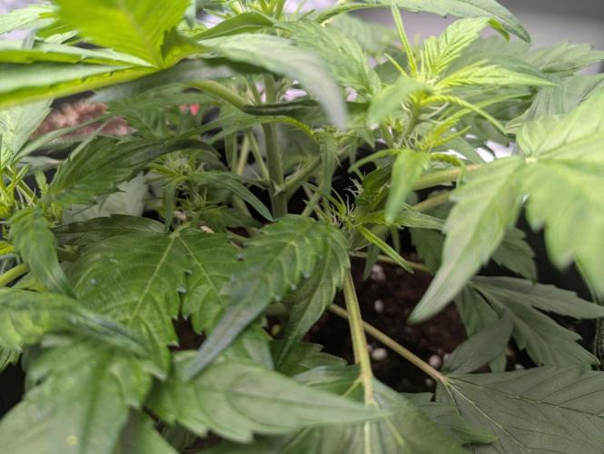 Gorilla Zkittlez ( Barney's ). Week 5