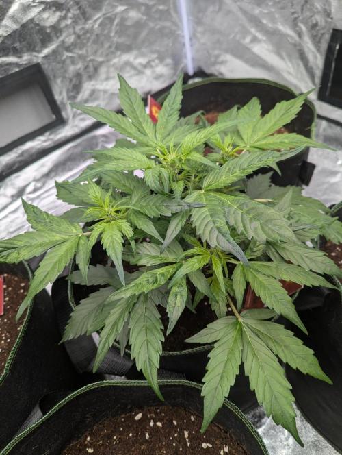 Gorilla Zkittlez ( Barney's ). Week 5