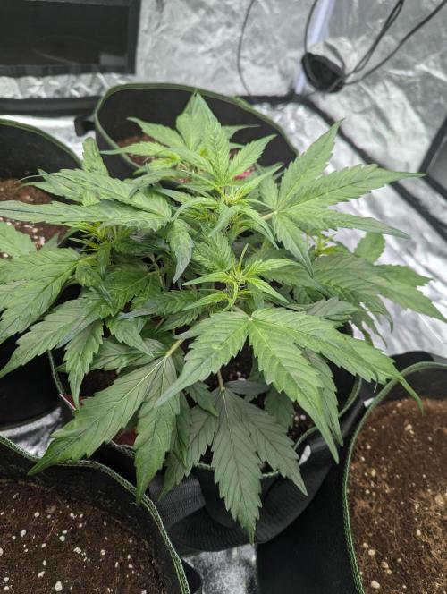 Gorilla Zkittlez ( Barney's ). Week 5