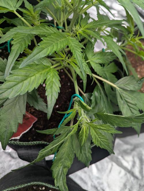 Gorilla Zkittlez ( Barney's ). Week 5
