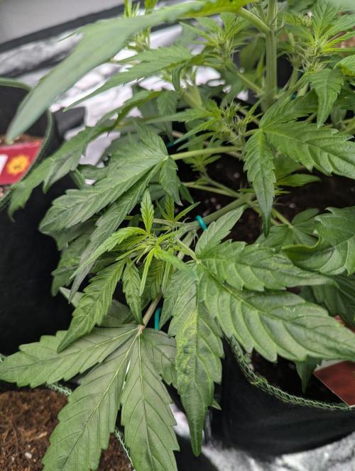 Gorilla Zkittlez ( Barney's ). Week 5