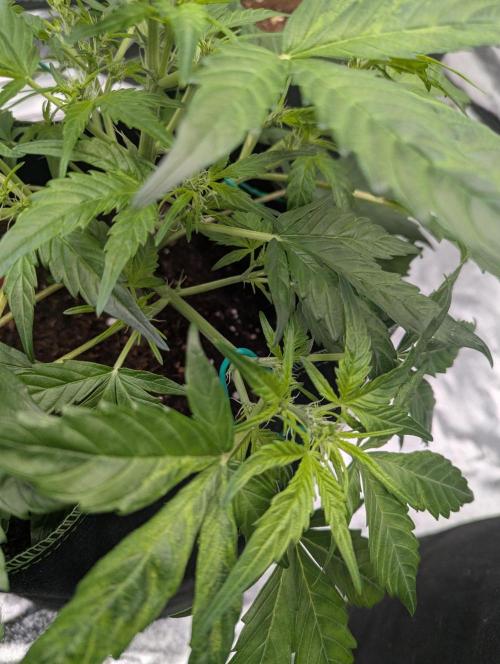 Gorilla Zkittlez ( Barney's ). Week 5