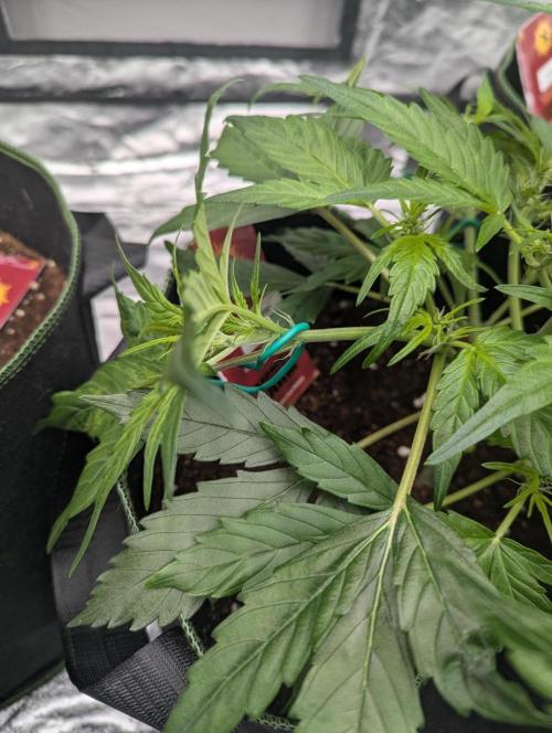 Gorilla Zkittlez ( Barney's ). Week 5