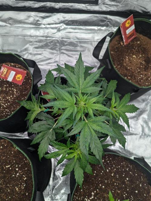 Gorilla Z Auto. Week 4