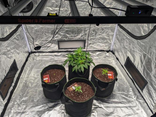 Gorilla Z Auto. Week 4