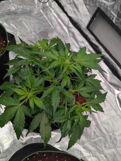 Gorilla Z Auto. Week 5