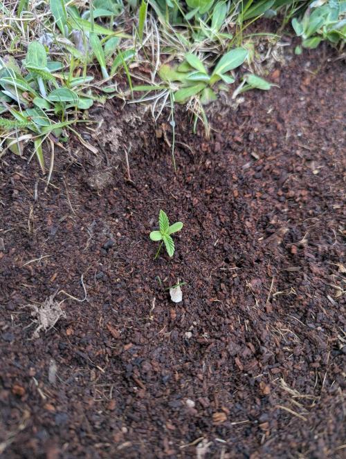 Green Poison ( Sweet Seeds ) Photo. Week 5