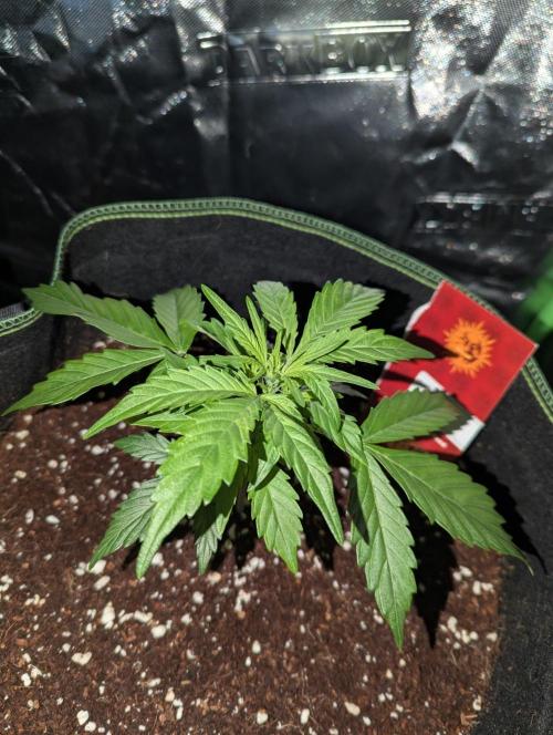 Gorilla Zkittlez ( Barney's ). Week 4
