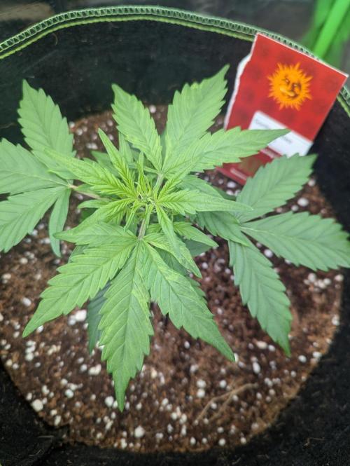 Gorilla Zkittlez ( Barney's ). Week 4