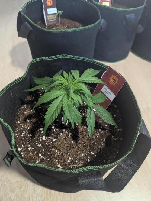 Gorilla Zkittlez ( Barney's ). Week 4