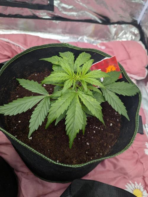 Gorilla Zkittlez ( Barney's ). Week 4