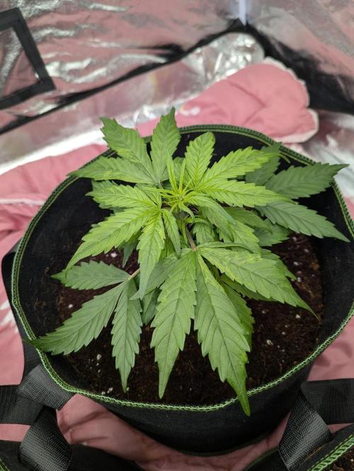 Gorilla Z Auto. Week 4