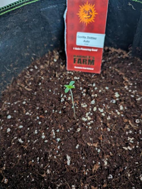 Gorilla Zkittlez ( Barney's ). Week 1