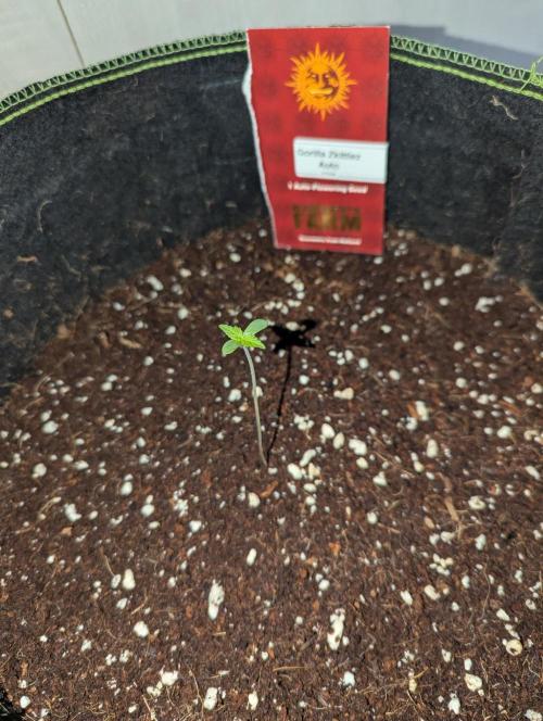 Gorilla Zkittlez ( Barney's ). Week 1
