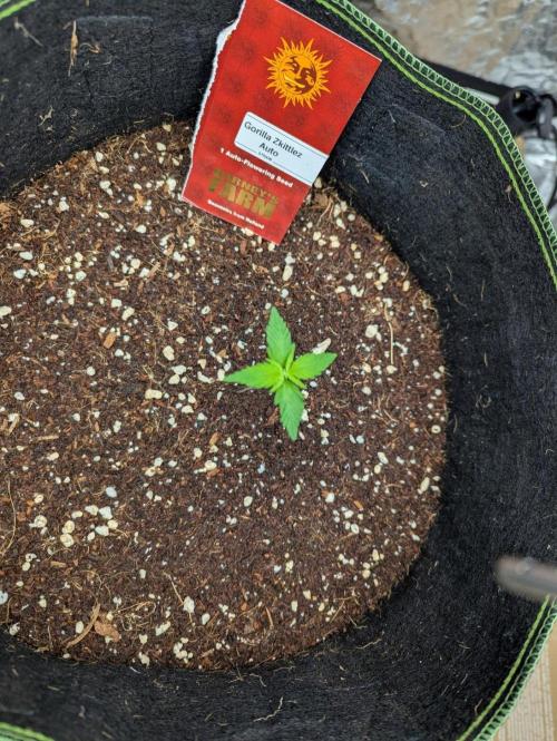 Gorilla Zkittlez ( Barney's ). Week 2
