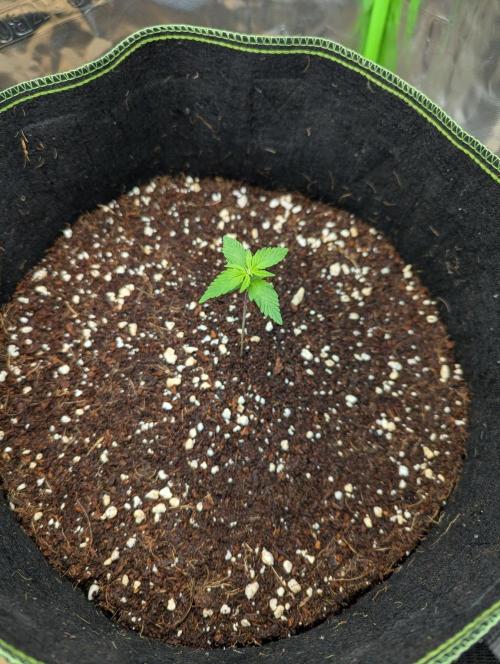 Gorilla Z Auto. Week 2