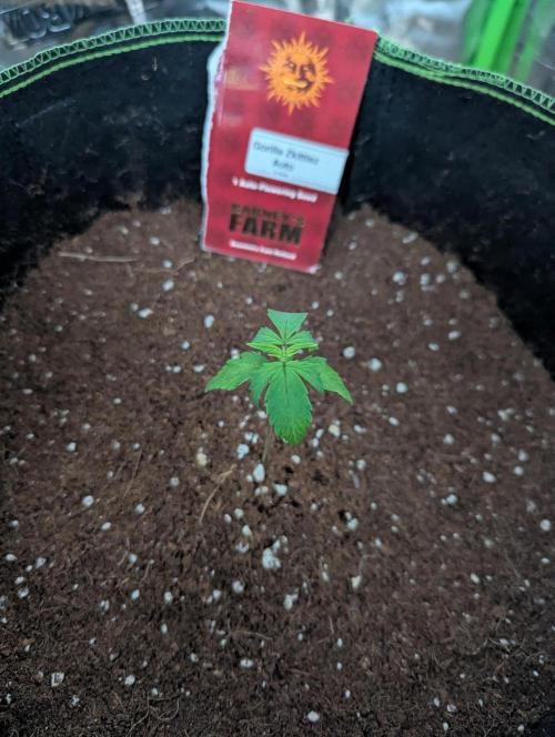 Gorilla Zkittlez ( Barney's ). Week 3