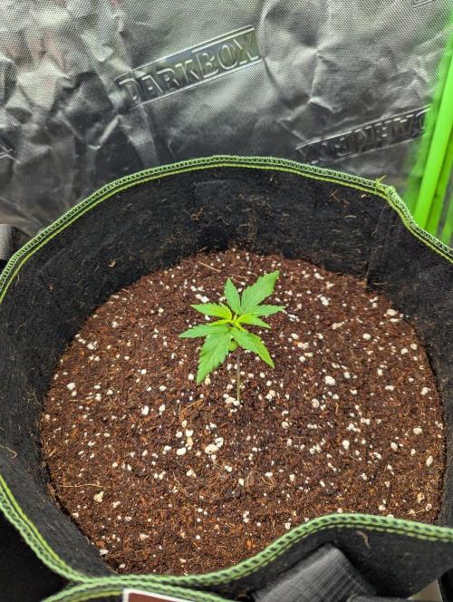 Gorilla Zkittlez ( Barney's ). Week 3