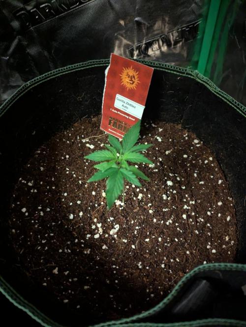 Gorilla Zkittlez ( Barney's ). Week 3