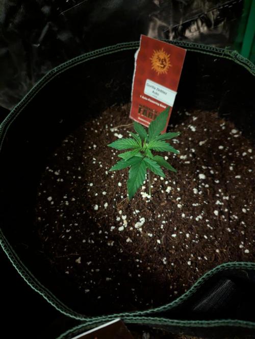 Gorilla Zkittlez ( Barney's ). Week 3