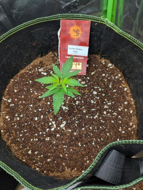 Gorilla Zkittlez ( Barney's ). Week 3