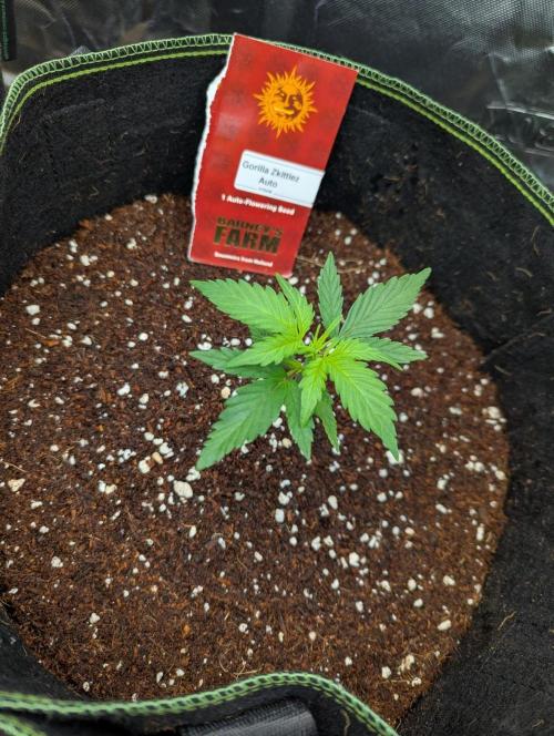 Gorilla Zkittlez ( Barney's ). Week 3