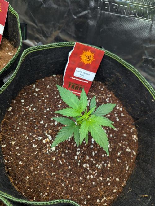 Gorilla Zkittlez ( Barney's ). Week 3