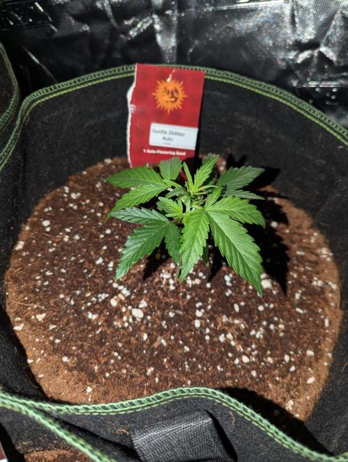 Gorilla Z Auto. Week 3