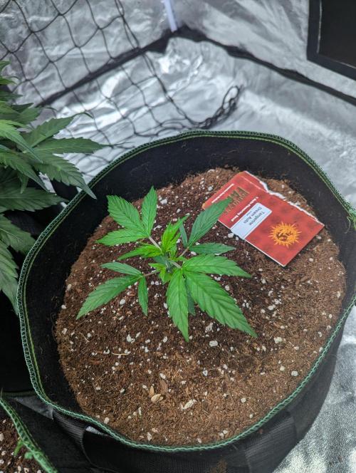 Tangerine Dream ( Barney's). Week 4