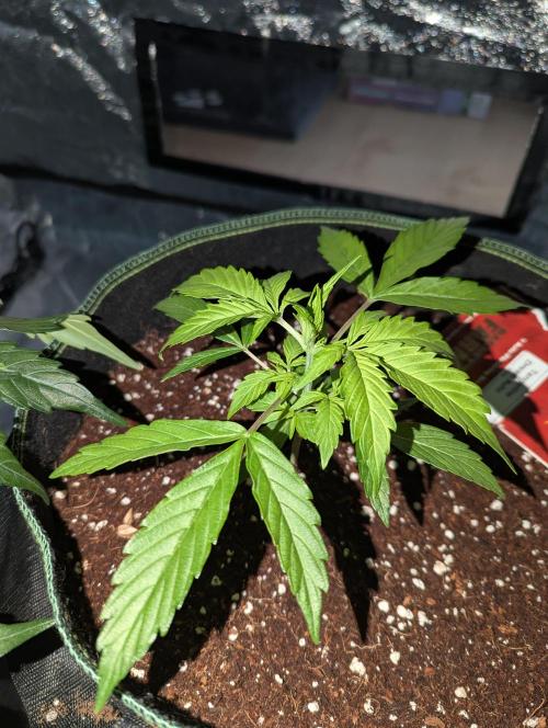 Tangerine Dream ( Barney's). Week 4