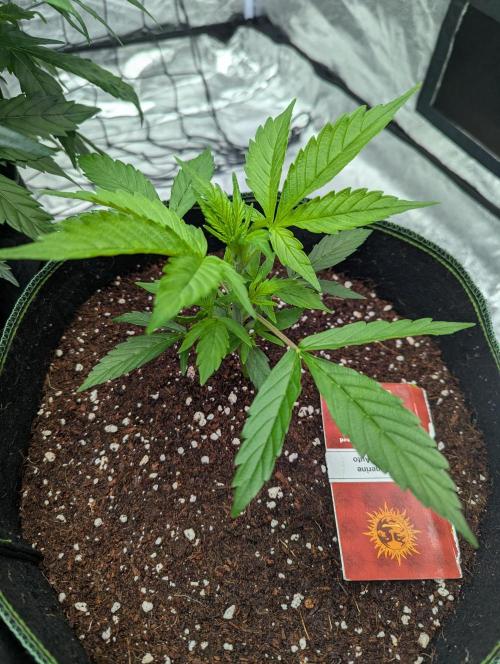 Tangerine Dream ( Barney's). Week 4