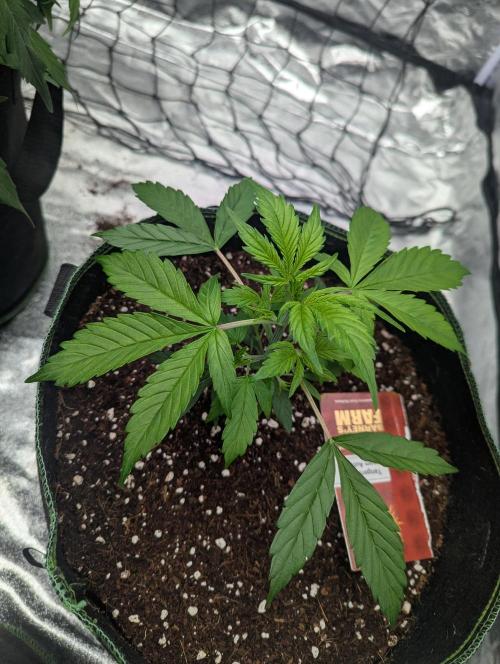 Tangerine Dream ( Barney's). Week 4