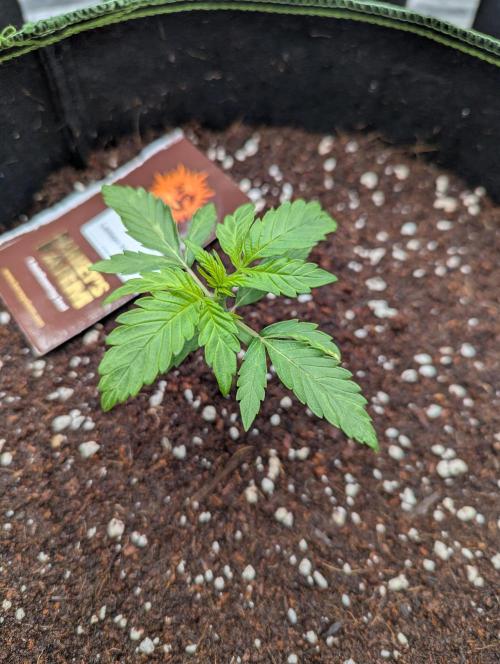 Lemon Haze ( Barney's ). Week 4