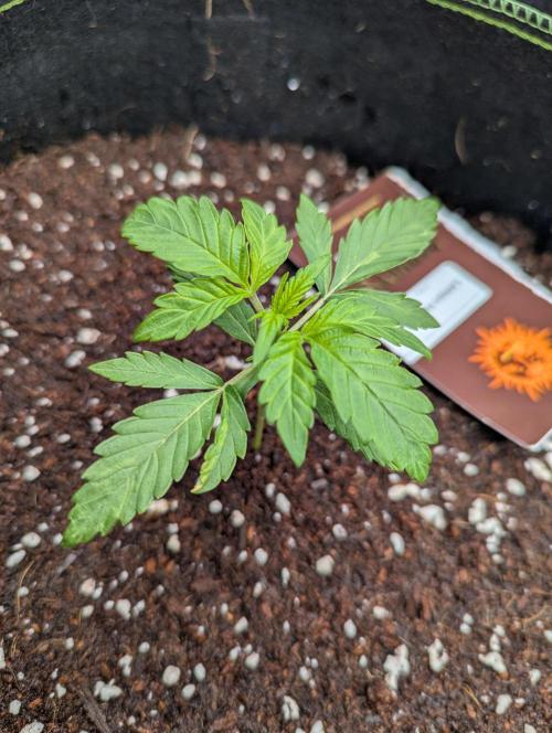 Lemon Haze ( Barney's ). Week 4