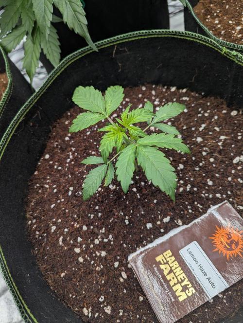 Lemon Haze ( Barney's ). Week 4