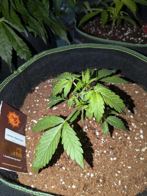 Lemon Haze ( Barney's ). Week 4
