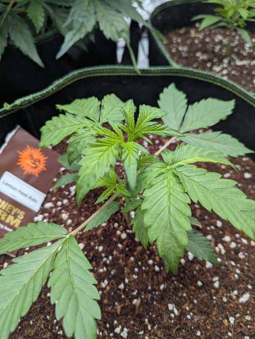 Lemon Haze ( Barney's ). Week 4